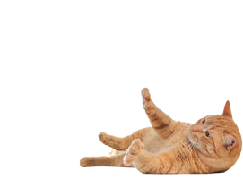 Кошки