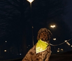 Beeztees eșarfă reflectorizantă CHINY DOG
