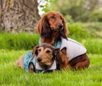 Beeztees Куртка MALY LGrey/Green