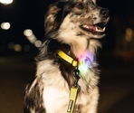 Beeztees zgardă reflectorizantă cu lumini Premium PARINCA Yellow 50×25