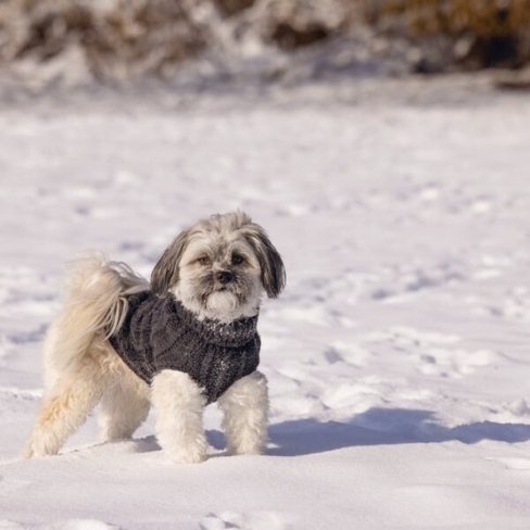 Beeztees Свитер HAIDA 20