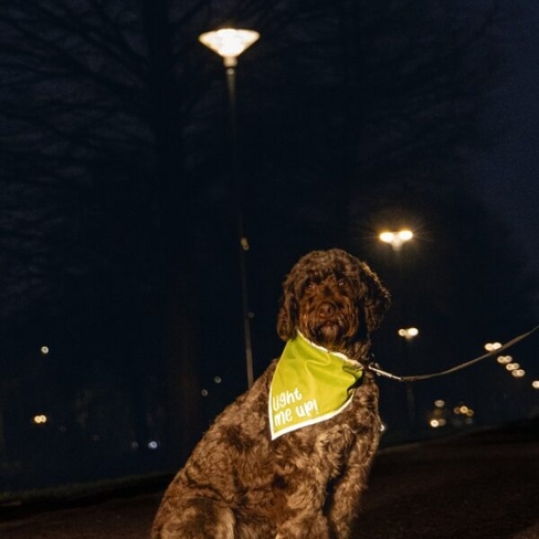 Beeztees eșarfă reflectorizantă CHINY DOG