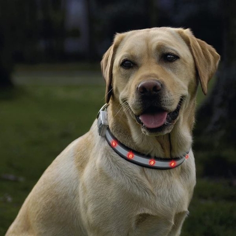 Beeztees zgardă luminoasă 30-45x15