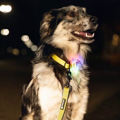 Beeztees ошейник светящийся Premium PARINCA Yellow 40×20