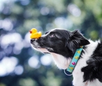 MAX & MOLLY Ошейник Smart ID Ducklings l