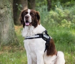 BEEZTEES  Шлейка K9 IDC Powerharness Size 3 ANT 82-115