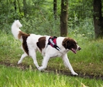 BEEZTEES Шлейка K9 IDC Powerharness Size 2 RED 71-96