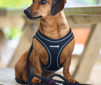 BEEZTEES Ham Premium PARINCA STEPIN Black 44-55