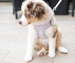 FERPLAST Шлейка NIKITA P Puppy