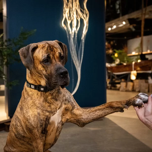 MAX & MOLLY Zgardă Matrix 2.0