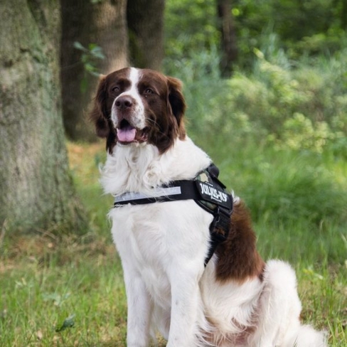 BEEZTEES  Шлейка K9 IDC Powerharness Size 3 ANT 82-115