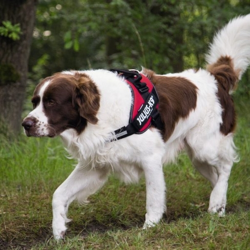 BEEZTEES Шлейка K9 IDC Powerharness Size 1 RED 63-85