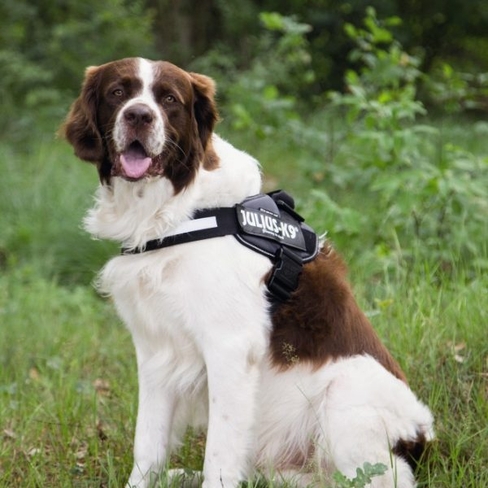 BEEZTEES Шлейка K9 IDC Powerharness Size 2 ANT 71-96