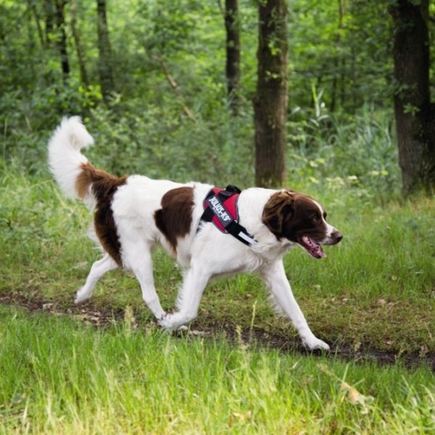 BEEZTEES Шлейка K9 IDC Powerharness Size 2 RED 71-96