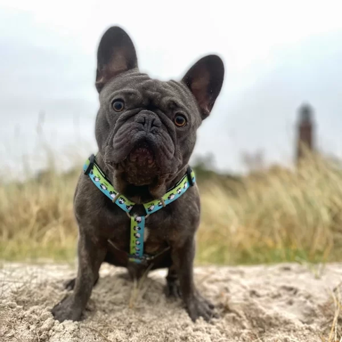MAX & MOLLY Шлейка Sheep