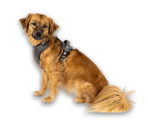 MAX & MOLLY Ham Sport  – Matrix 2.0 Stone М