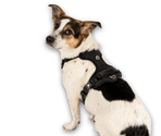 MAX & MOLLY Ham Sport Harness – Matrix 2.0