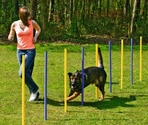 BEEZTEES piloni pentru slalom AGILITY SLALOM SET