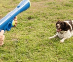 BEEZTEES lansator cu mingi de tenis FETCH BALL SHOOTER