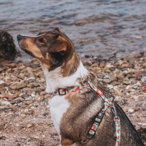 MAX & MOLLY Шлейка Watermelon l