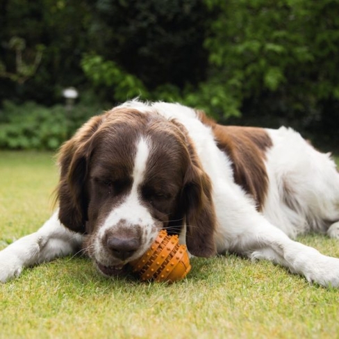 BEEZTEES jucarie din cauciuc SUMO PLAY DENTAL