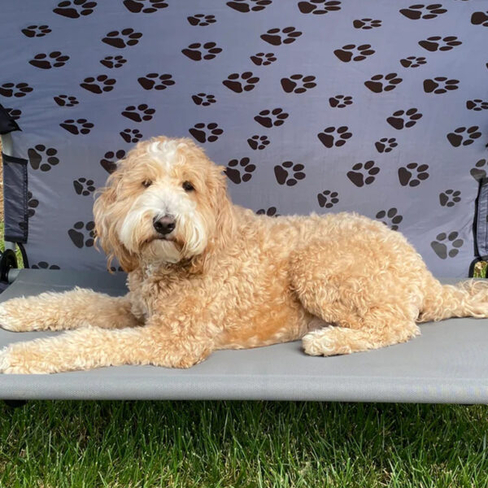 Disc-O-Bed Dog Bed l