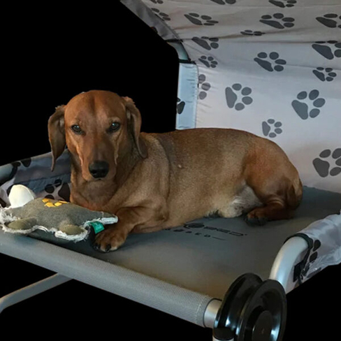 Disc-O-Bed Dog Bed l