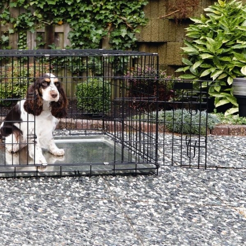 BEEZTEES Клетка для собак DOG BENCH 2-DOORS Black 109x69x75cm