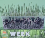 WEEK ERBA PIU – SEEDING KIT трава для кошек с емкостью