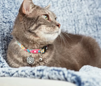 MAX & MOLLY Zgardă pentru pisici Smart ID Cat Donuts