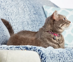 MAX & MOLLY Ошейник Smart ID Leopard l