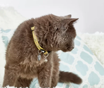 MAX & MOLLY ошейник для кошек Smart ID Cat Monkey Maniac