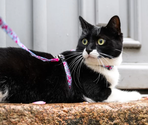 MAX & MOLLY Ham+Lesă pentru pisici Cat Cherry Bloom