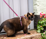 MAX & MOLLY Ham+Lesă pentru pisici Cat Leopard