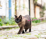 MAX & MOLLY Ham+Lesă pentru pisici Cat Leopard