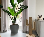 Beeztees răzuitoare pentru pisici CACTUS OZE 40x40x80cm