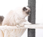 PETREBELS KINGS & QUEENS Catharina 160 Cream