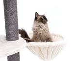 PETREBELS KINGS & QUEENS Catharina 160 Cream