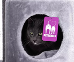 PETREBELS KINGS & QUEENS Charlotte 134