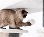 PETREBELS Lucky Bastards Lookout 198 OFF