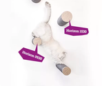 PETREBELS WALL of REBELS Horizon 0930-set of 3 Old