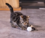 BEEZTEES minge pentru pisici Ping Pong 4х