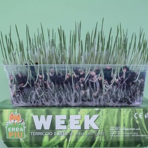 WEEK ERBA PIU – SEEDING KIT трава для кошек с емкостью