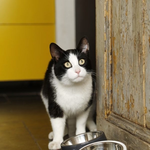 DBL castron din inox MY FAV CAT