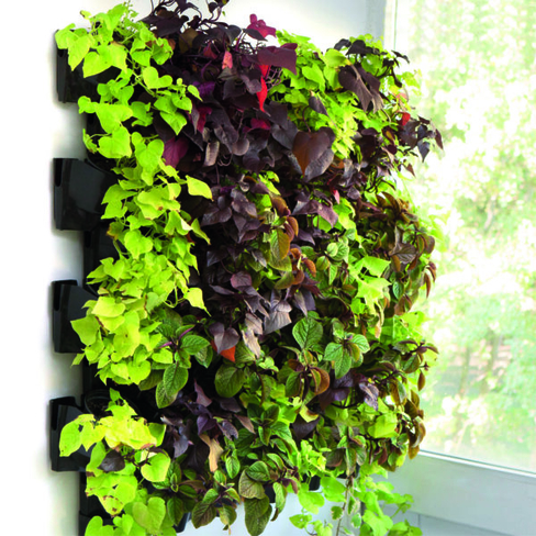 AQUAEL Wall Module VERSA GARDEN starter kit