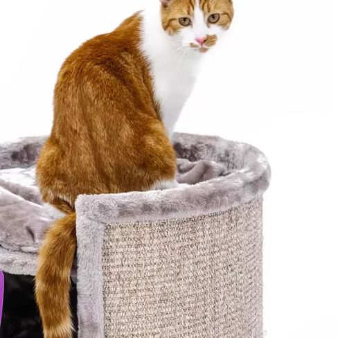 PETREBELS CHAMPIONS Only Superdome 100 Cappuccino