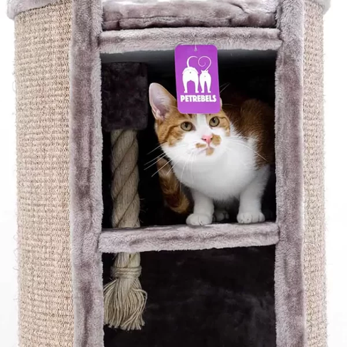 PETREBELS CHAMPIONS Only Superdome 100 Cappuccino