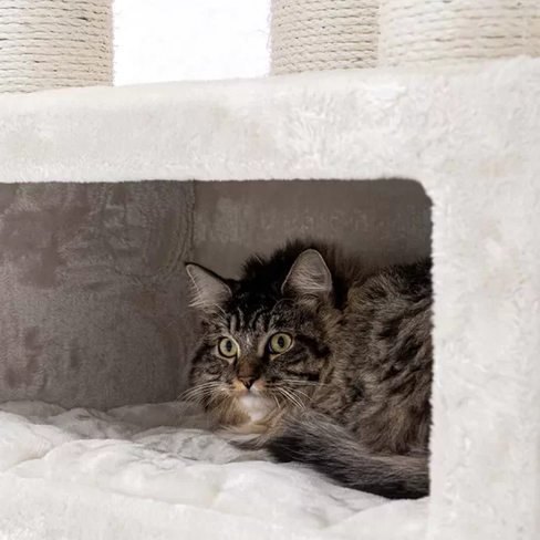 PETREBELS LUCKY BASTARDS Parklane 131 Cream