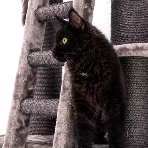 PETREBELS Lucky Bastards Parklane 175 Cappuccino