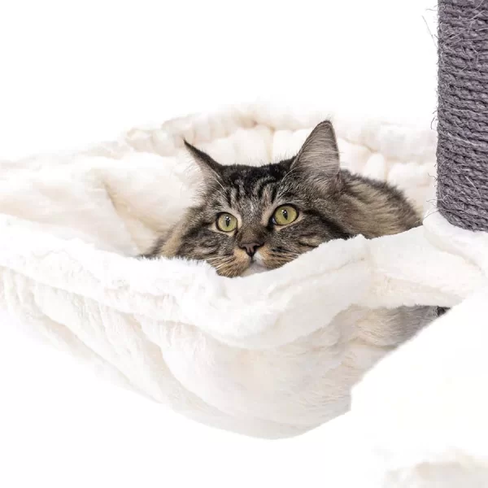 PETREBELS The Rebels Maine Coon 117 OFF